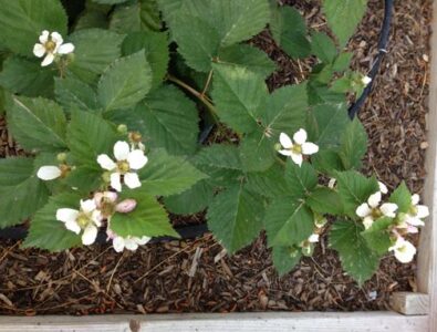 Crazy for Berries Image